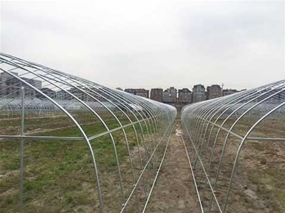 曲靖市馬龍的張師，建造8500平方的插地棚種植秀球花。
