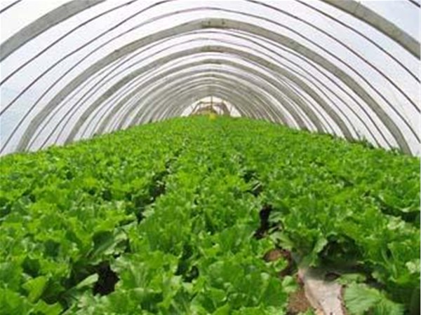 溫室大棚種植——蔬果的誤區詳解?