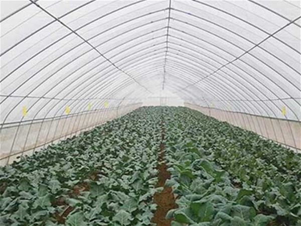 云南宏陽溫室大棚廠家分享蔬菜大棚土壤酸堿化的分析